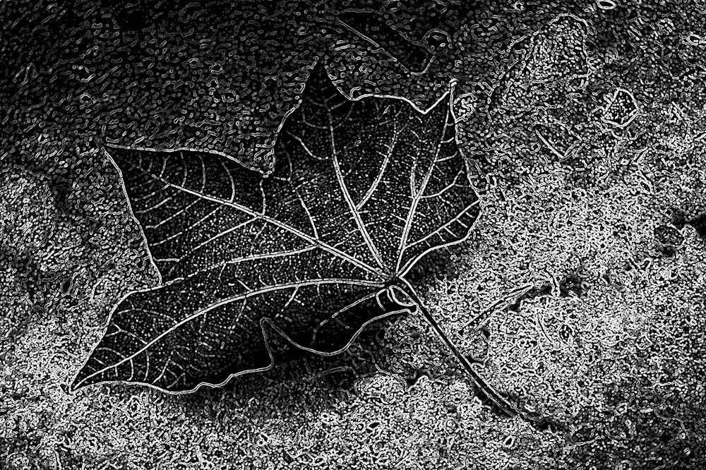 One fallen leaf in the night