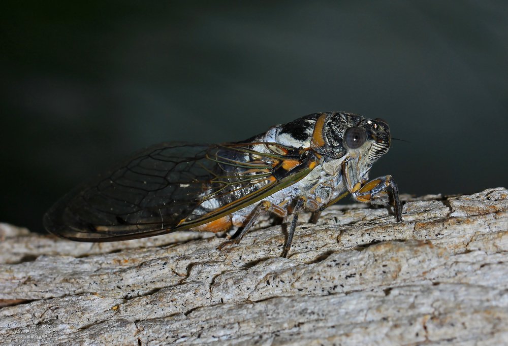 Цикада (cicada).