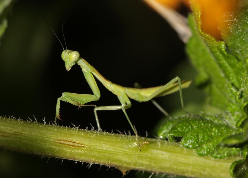 Богомол (mantis).