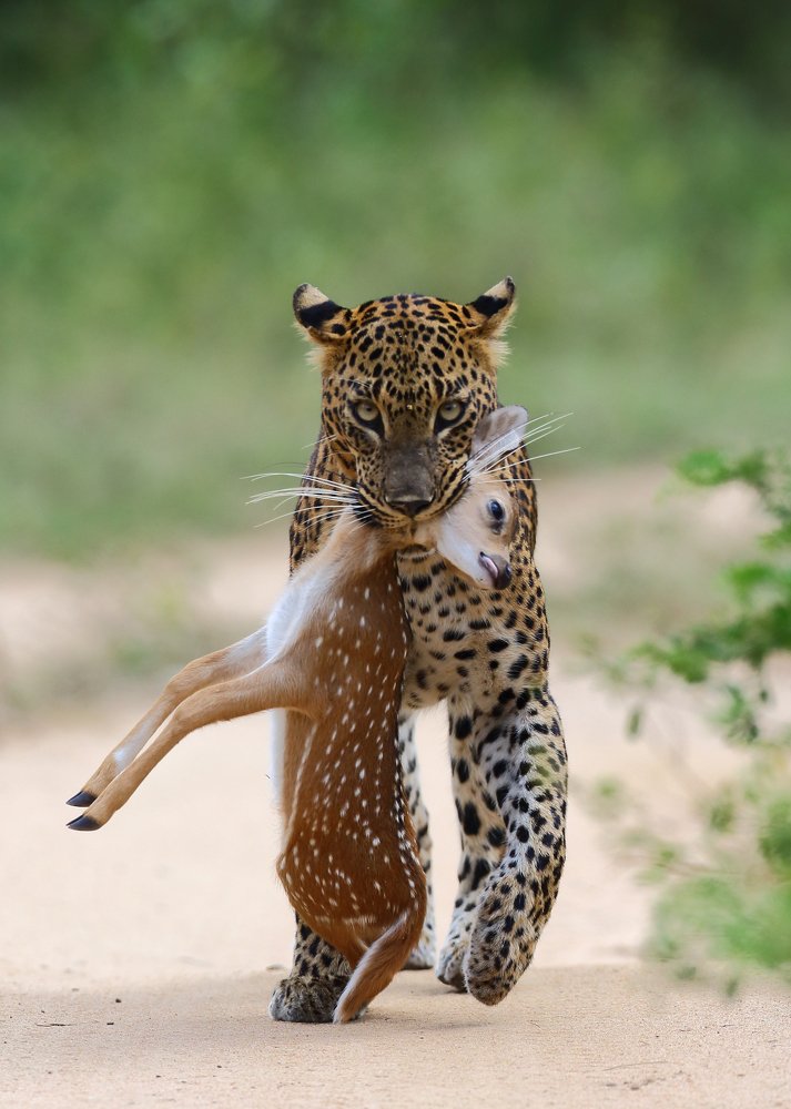 УДАЧНАЯ ОХОТА