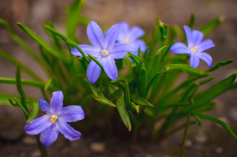 Весенние цветы.
