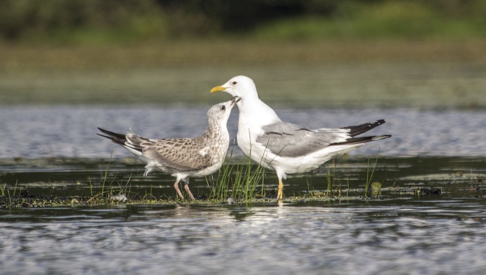 Мама,хочу есть!