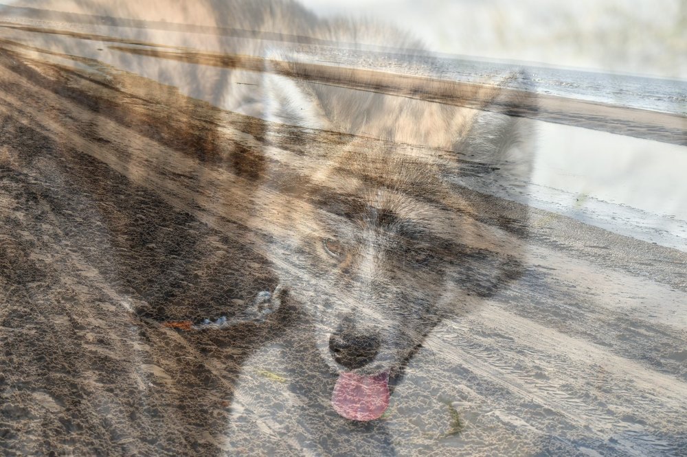 Through the thorns to the stars / Сквозь тернии к звездам