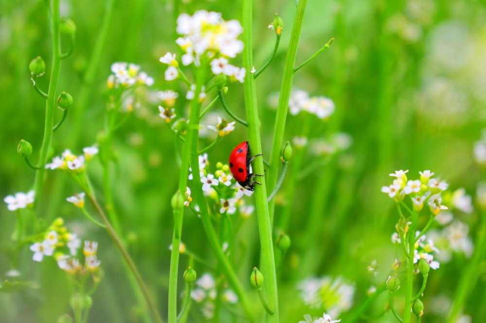 A ladybug in flowers