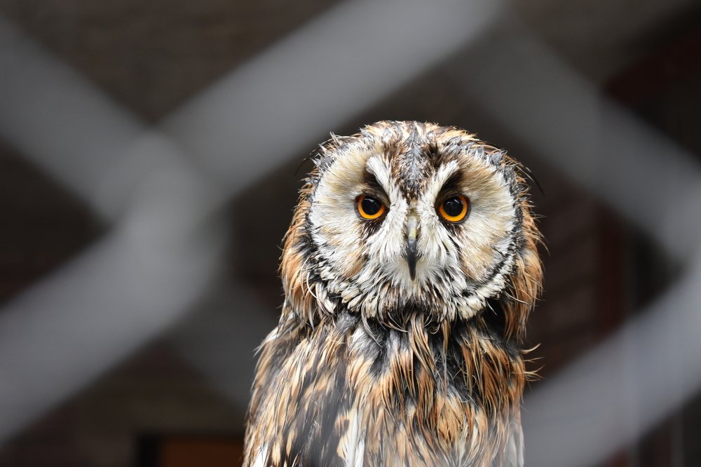 An owl in Zoo