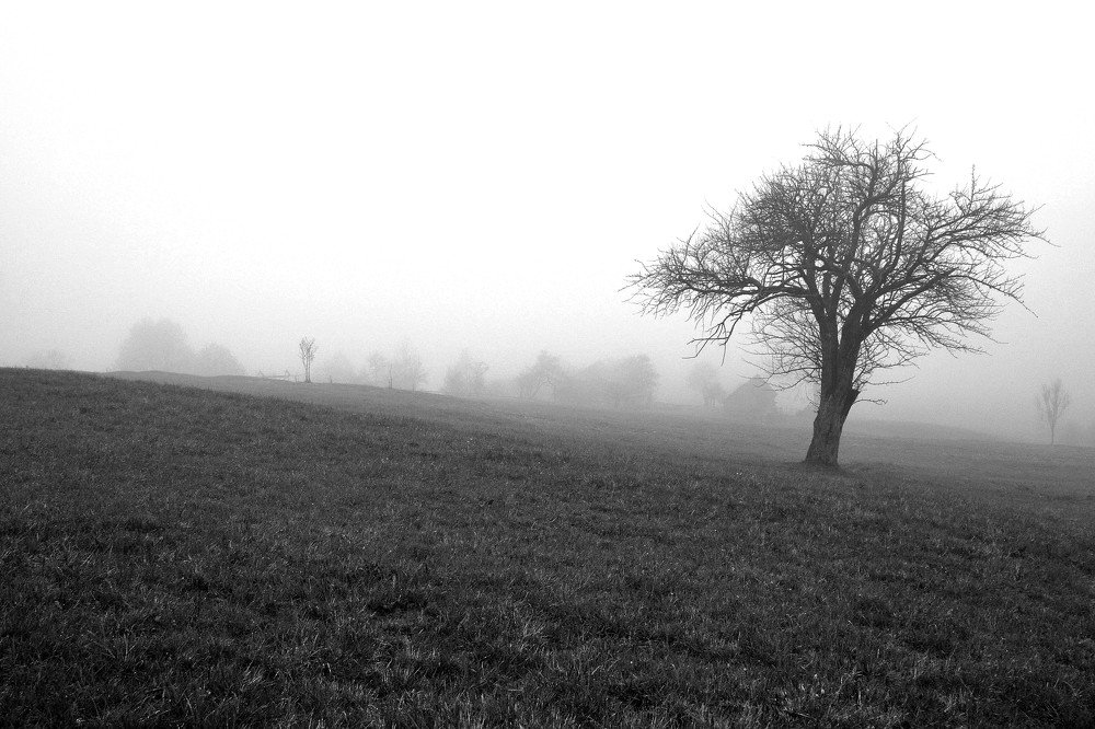 Photograph by Елена Боржковская