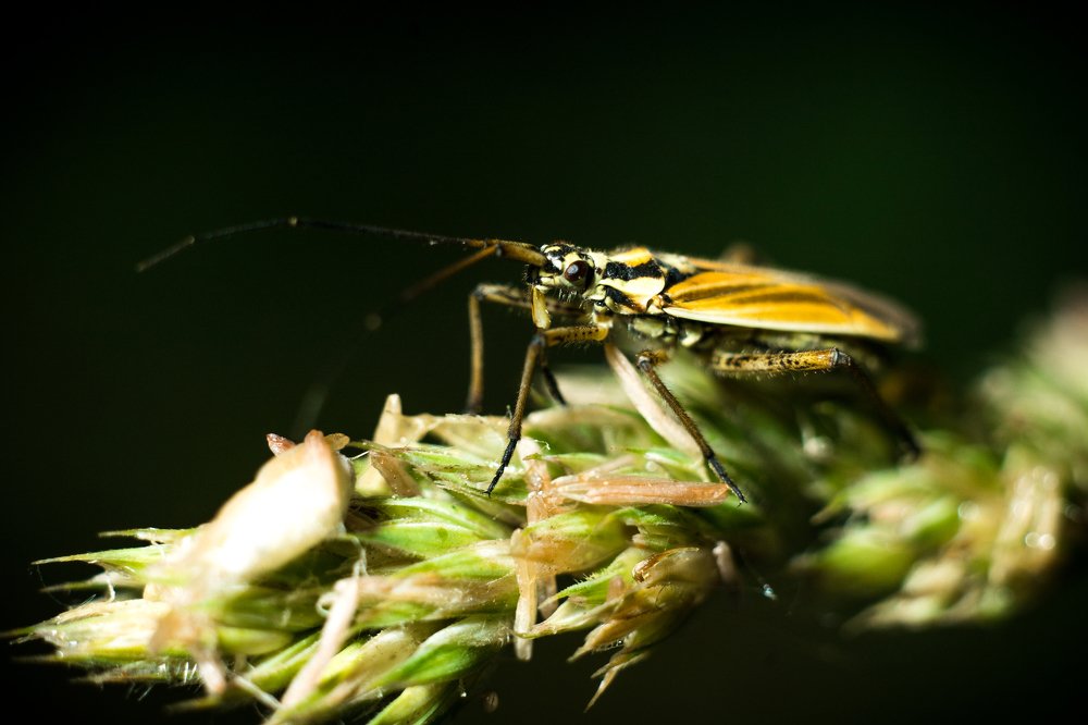 Невиданная красота