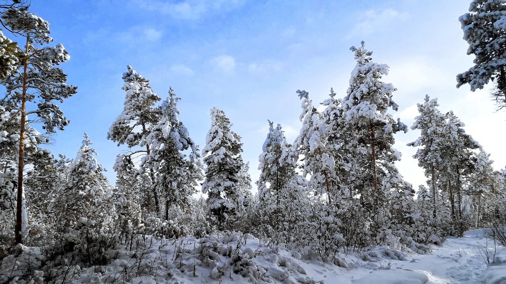 Холодный зимний день в лесу.