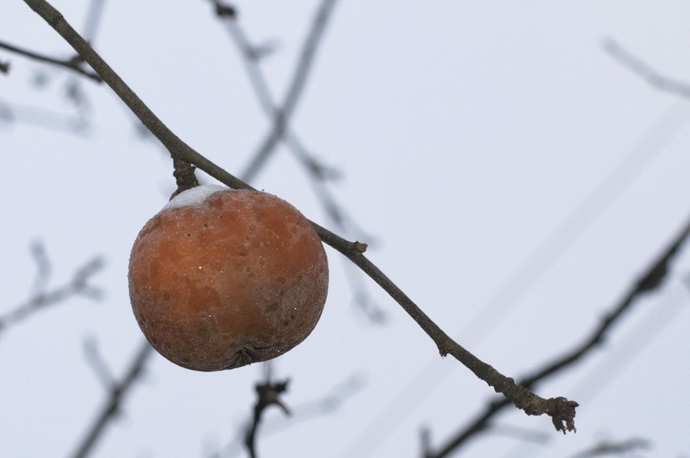 Зимнее яблоко..