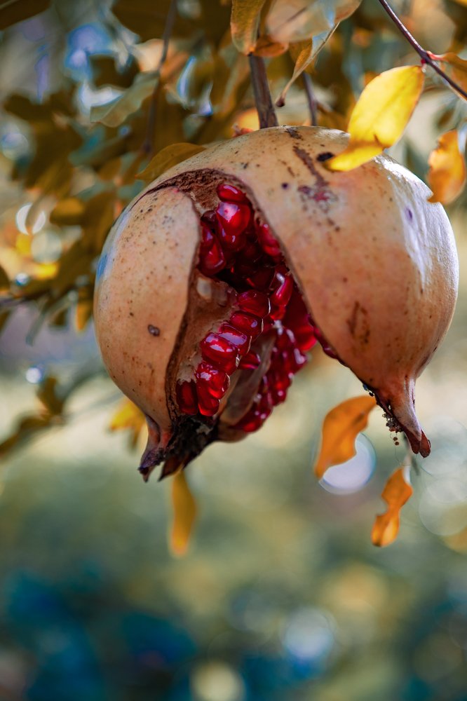 Pomegranate