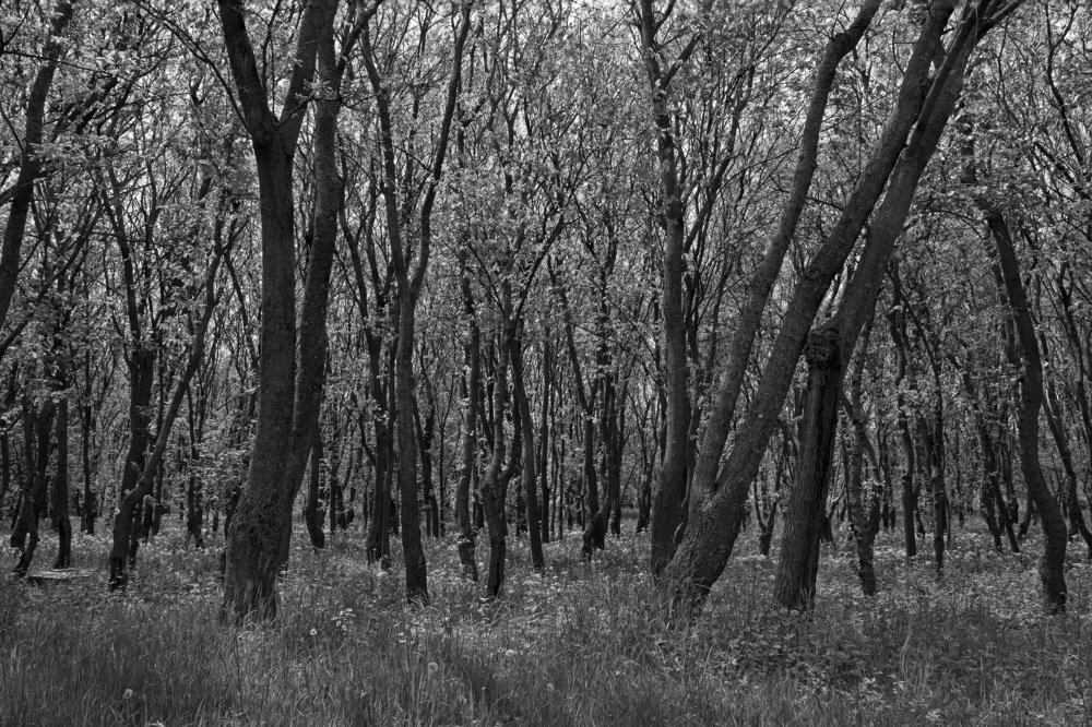 Forest in the middle of the city