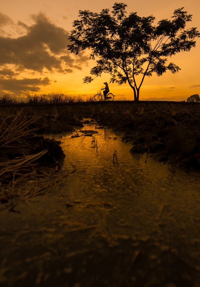 under the shadow of lonely trees