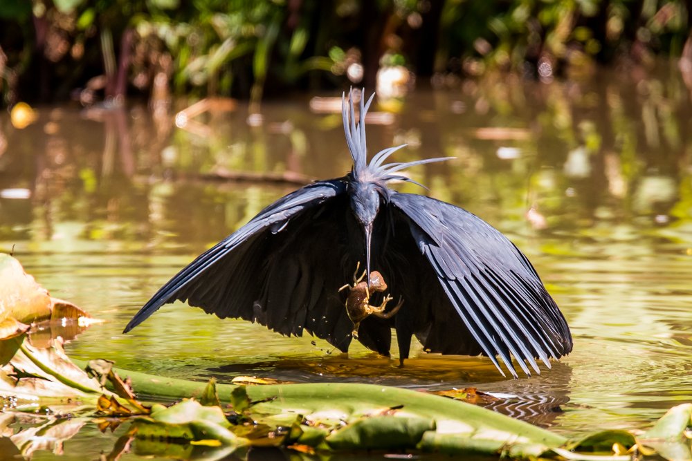 The Egret and the crayfish