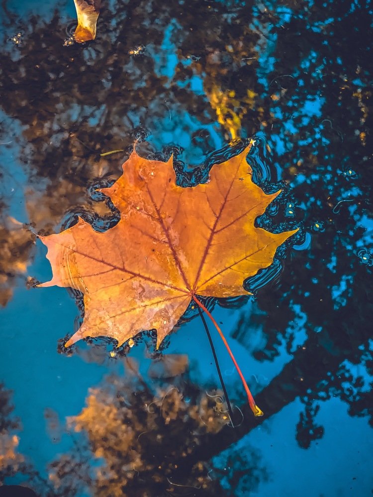 Яркая осень