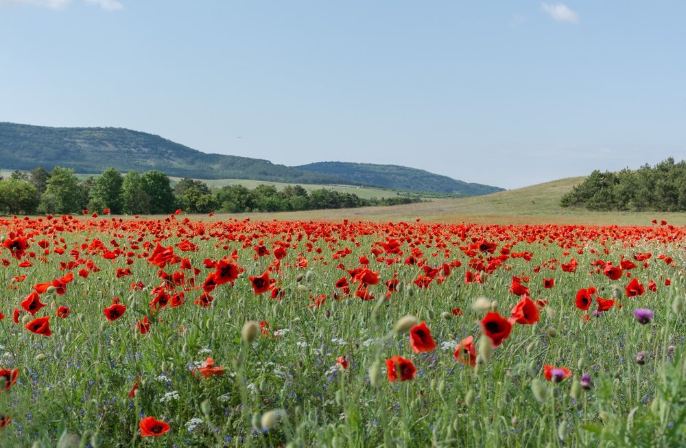 Маковое поле