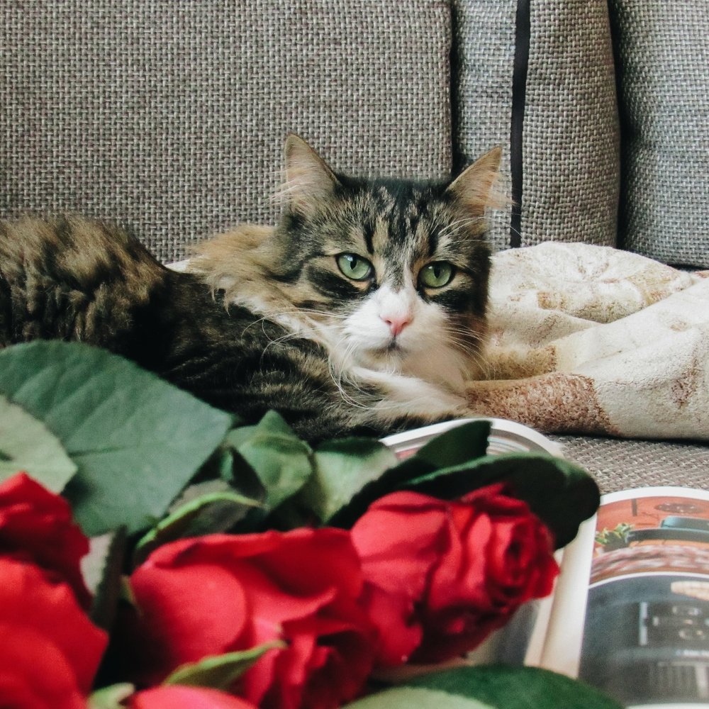 Photograph by Карина Хаустова