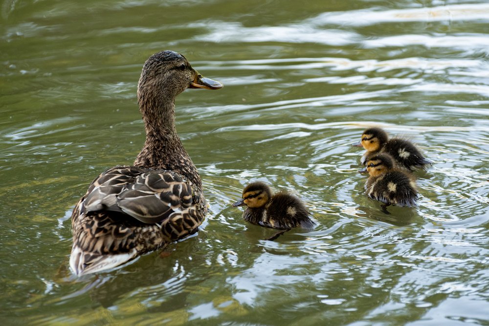 Заботливая мама