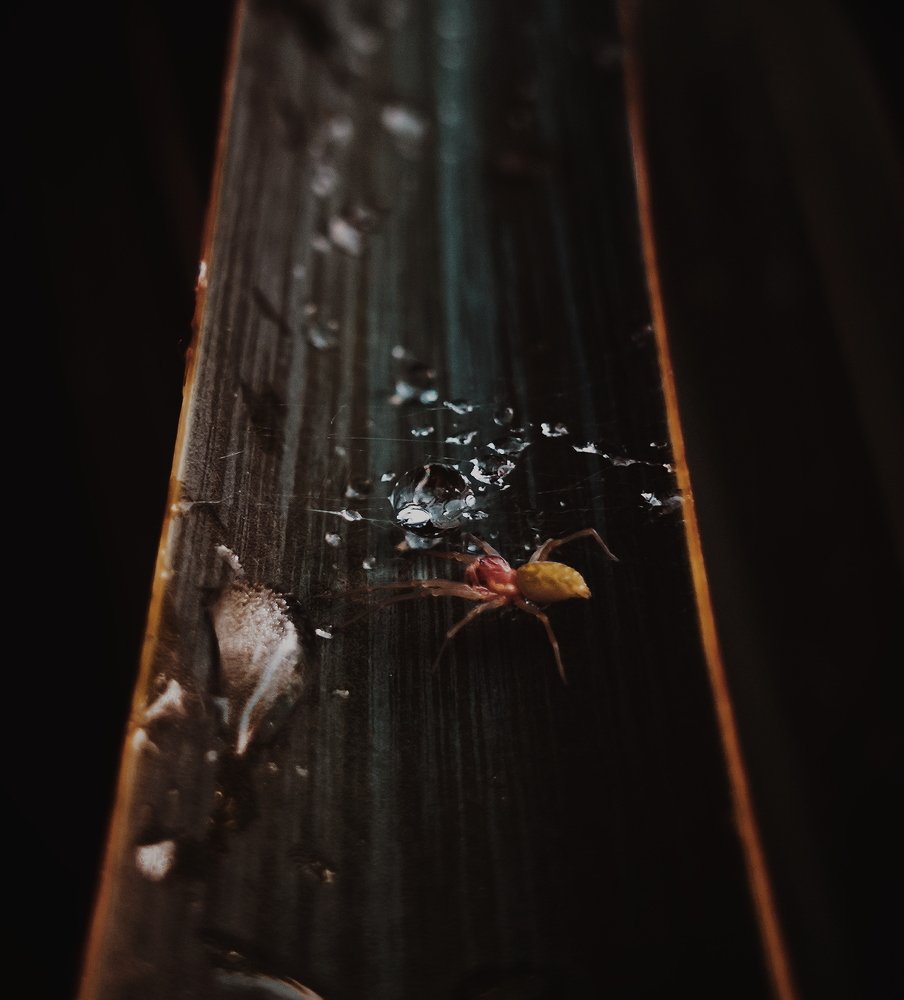 Photo #3230481