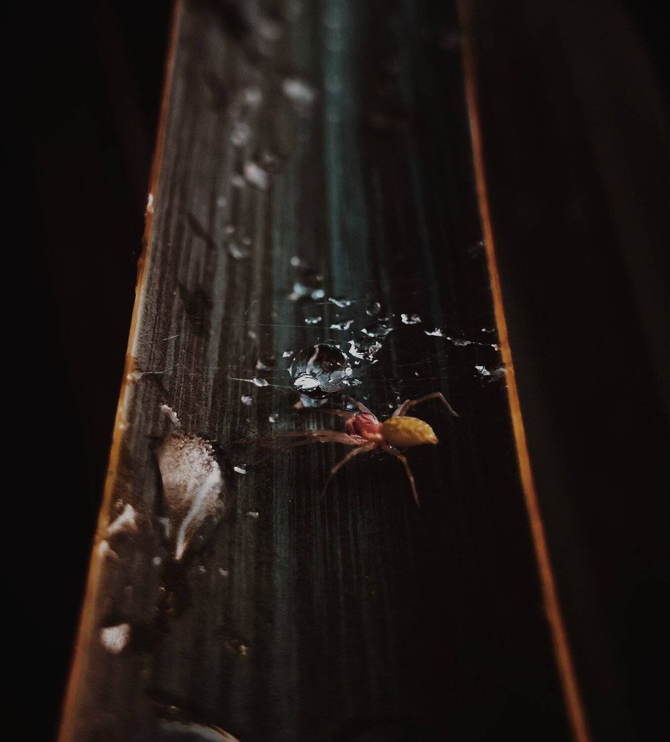 Photo #3230481