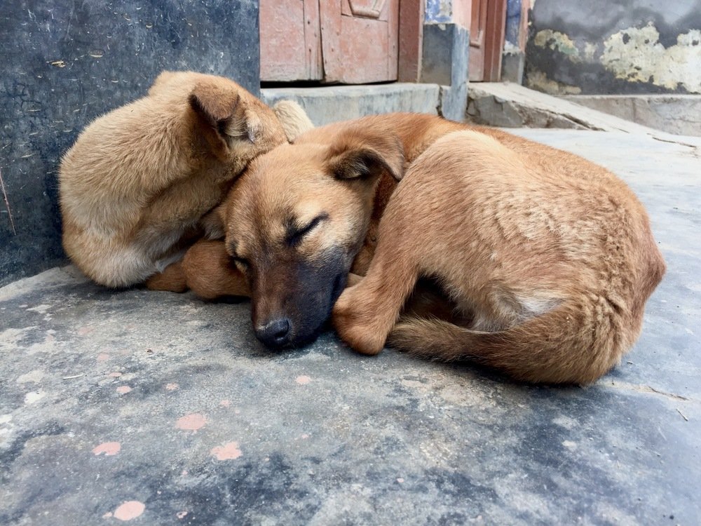 Animals