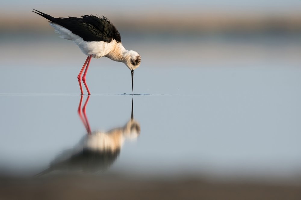 "Кто там?" \ "Who's there?"