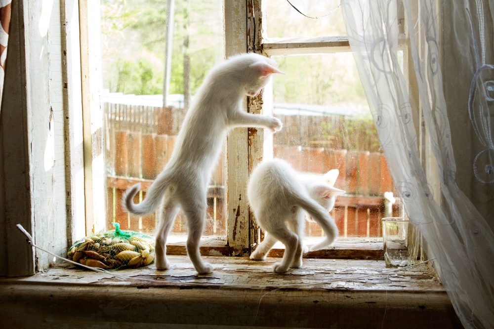 Любопытство