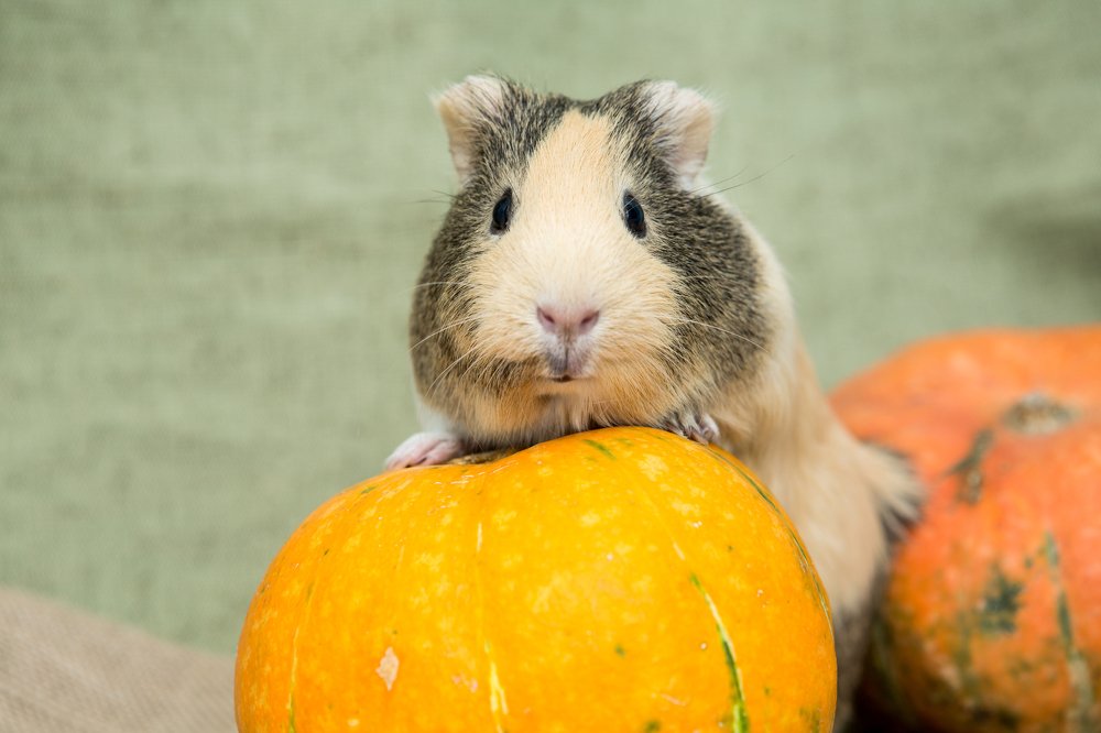 Фотография автора Ольга Гордеева