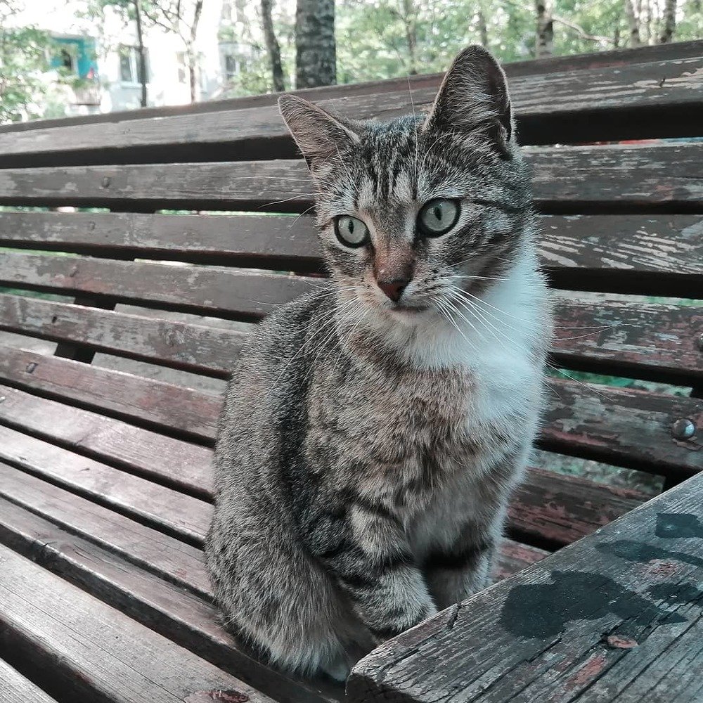 Уличный кот