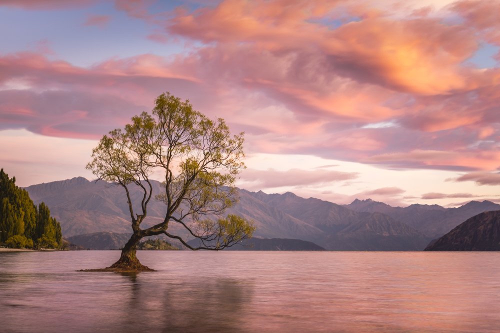 That wanaka tree