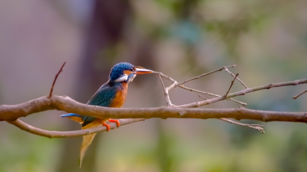 kingfisher