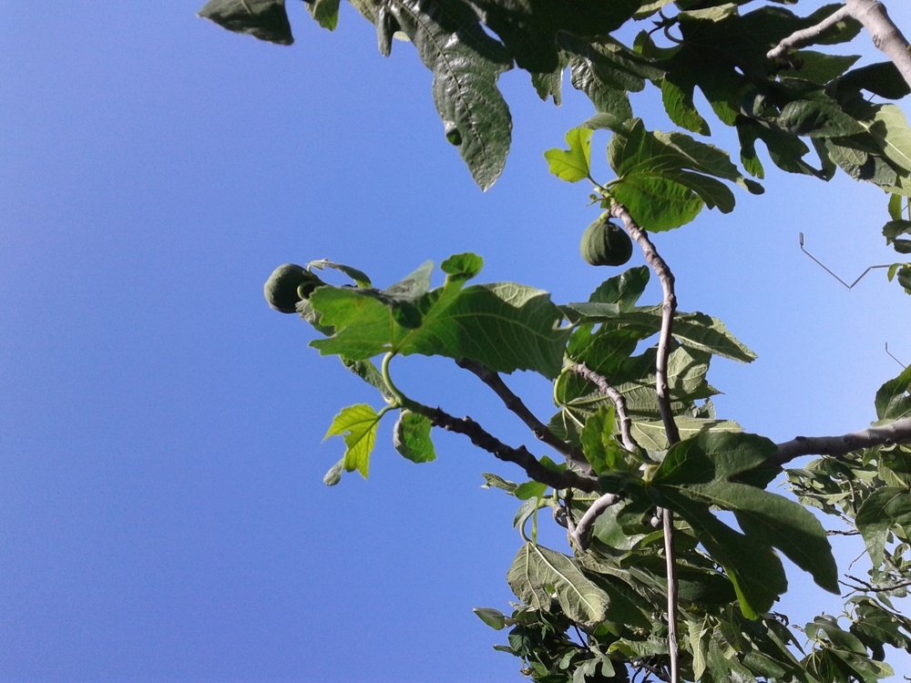 Fig fruit