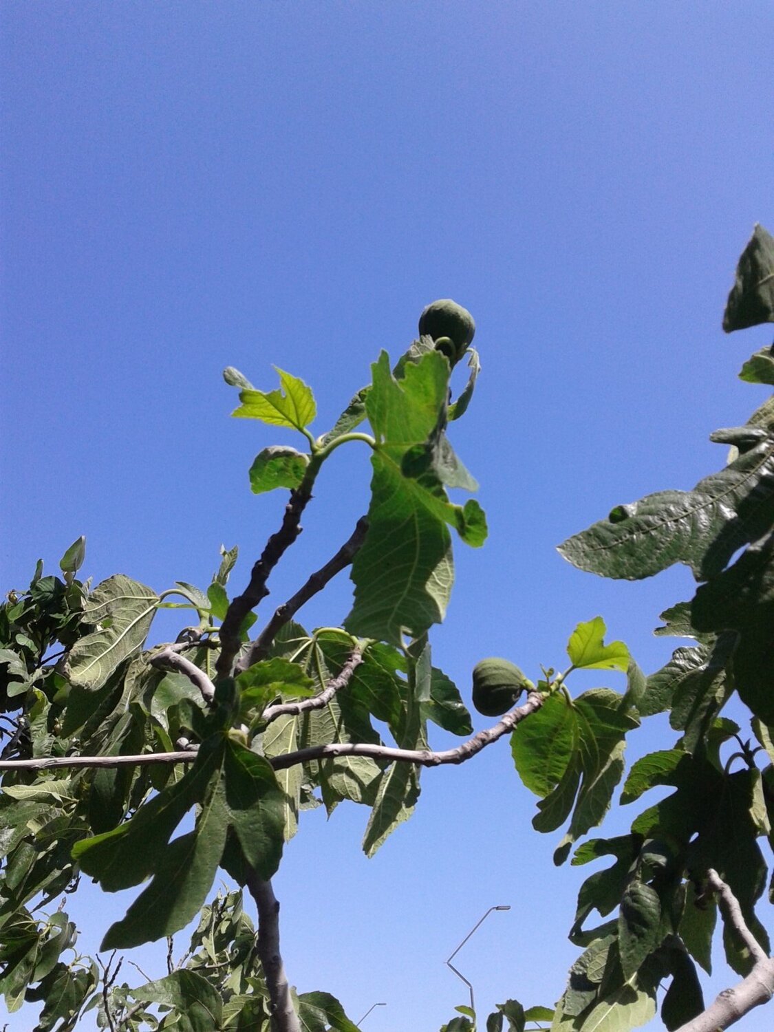 Fig fruit