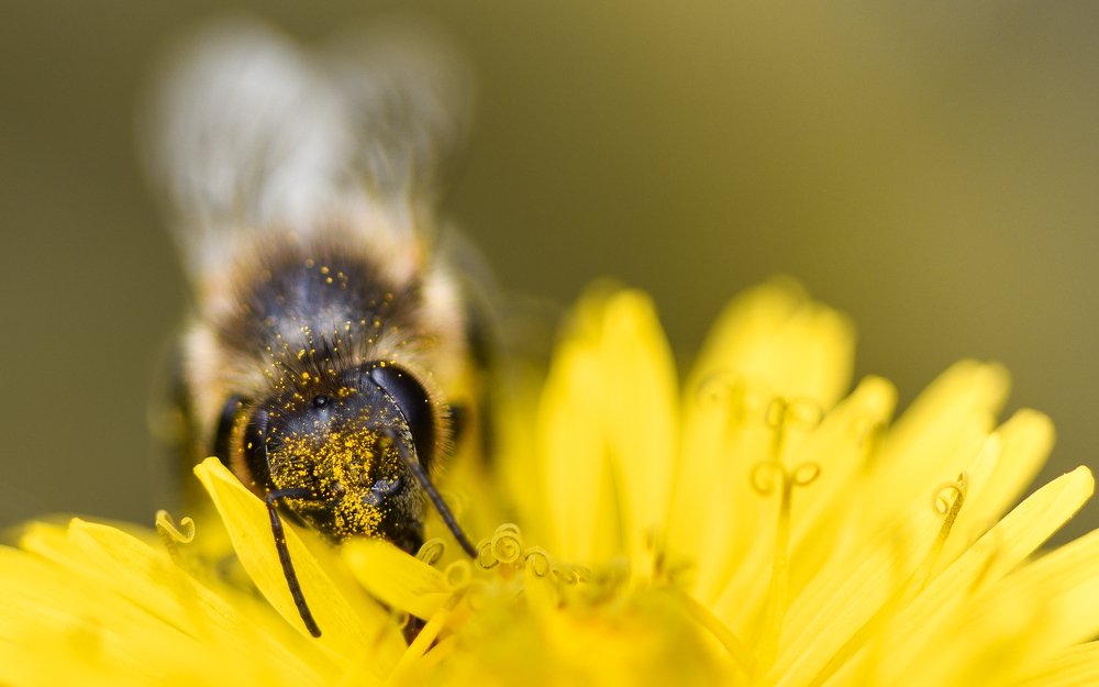 Bee in yellow