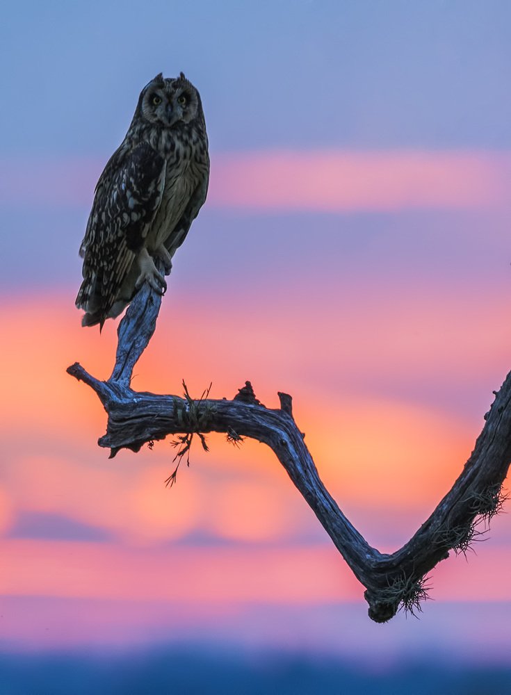 Short-eared Owl
