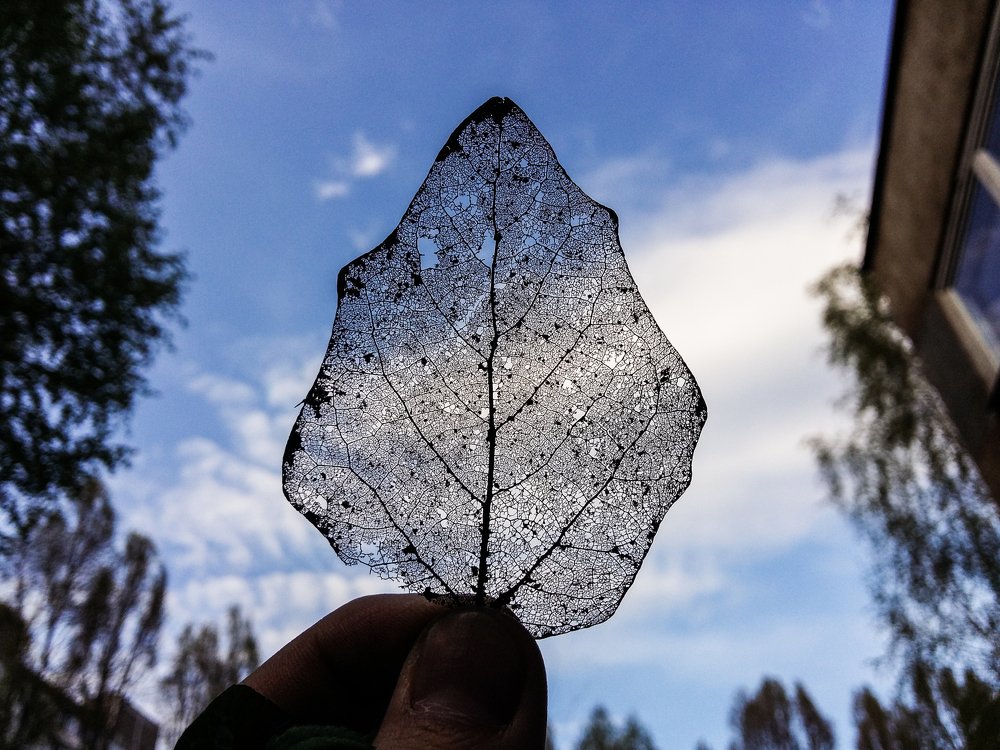 Осенний лист весной