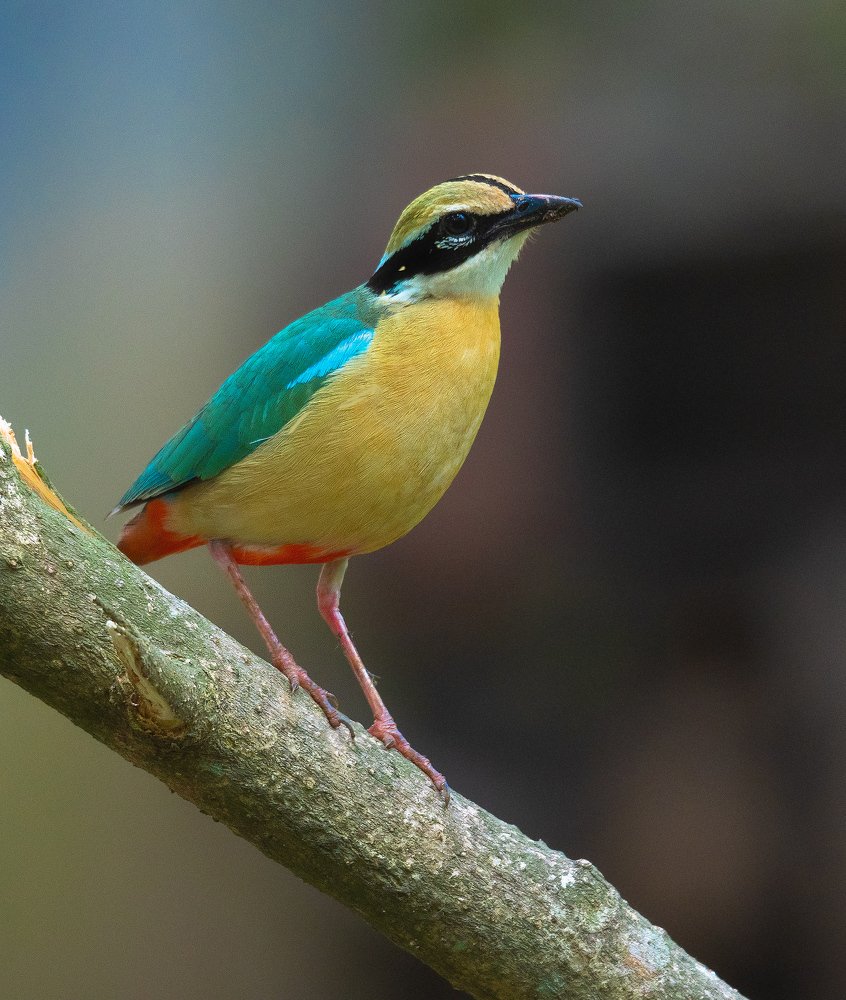 Indian Pitta