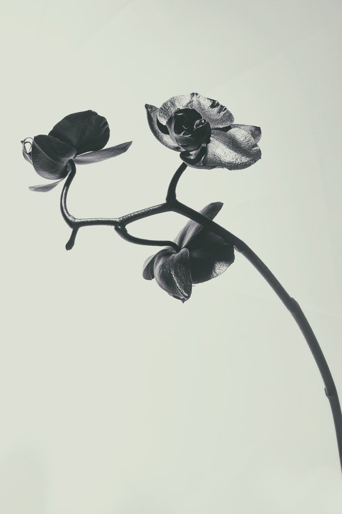 Orchid