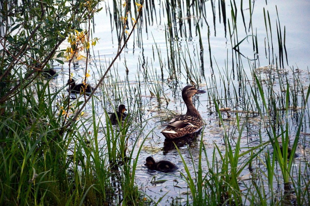 Весна на пруду