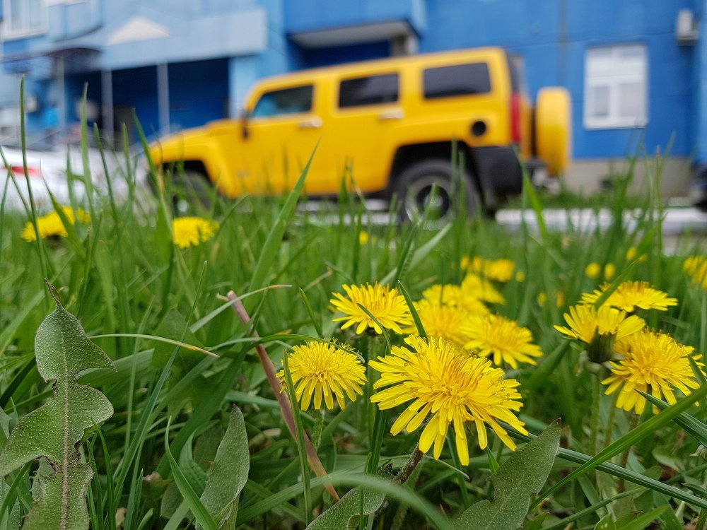 Солнечное настроение