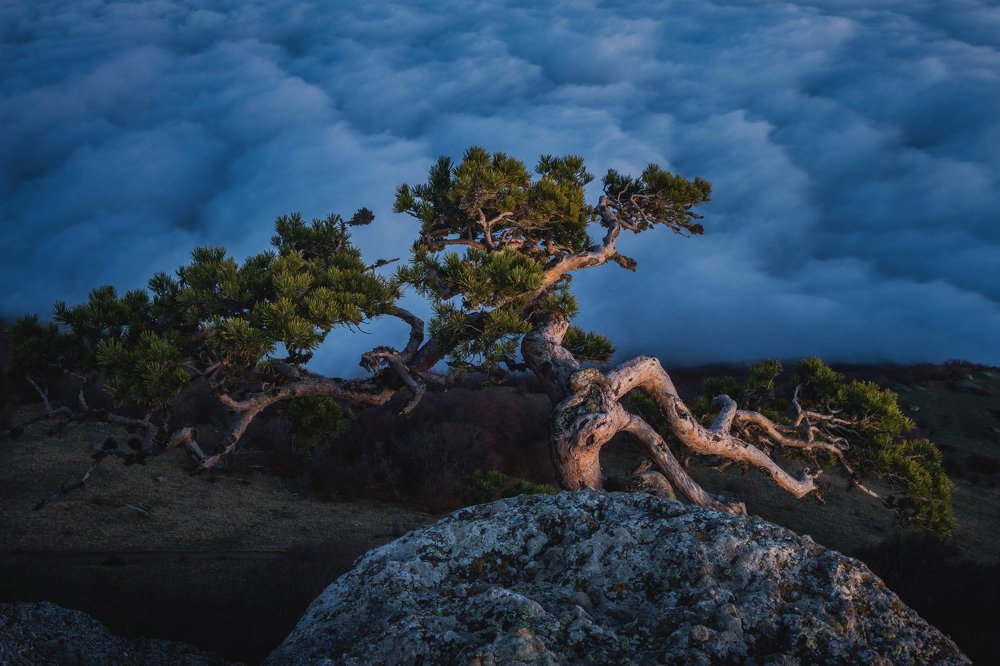 Старая сосна