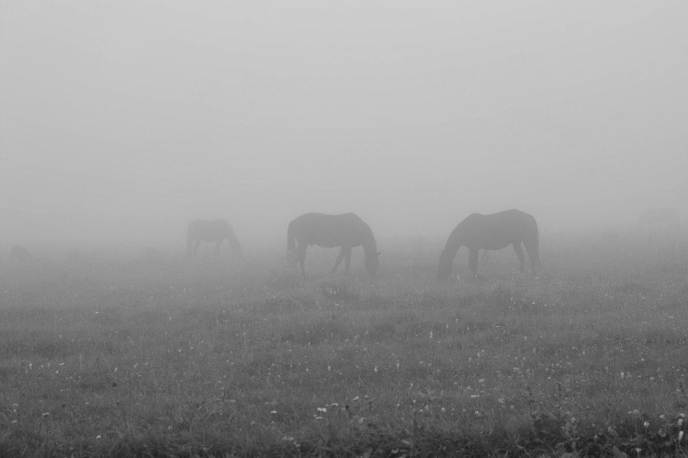 Photograph by Анатолий Орлов