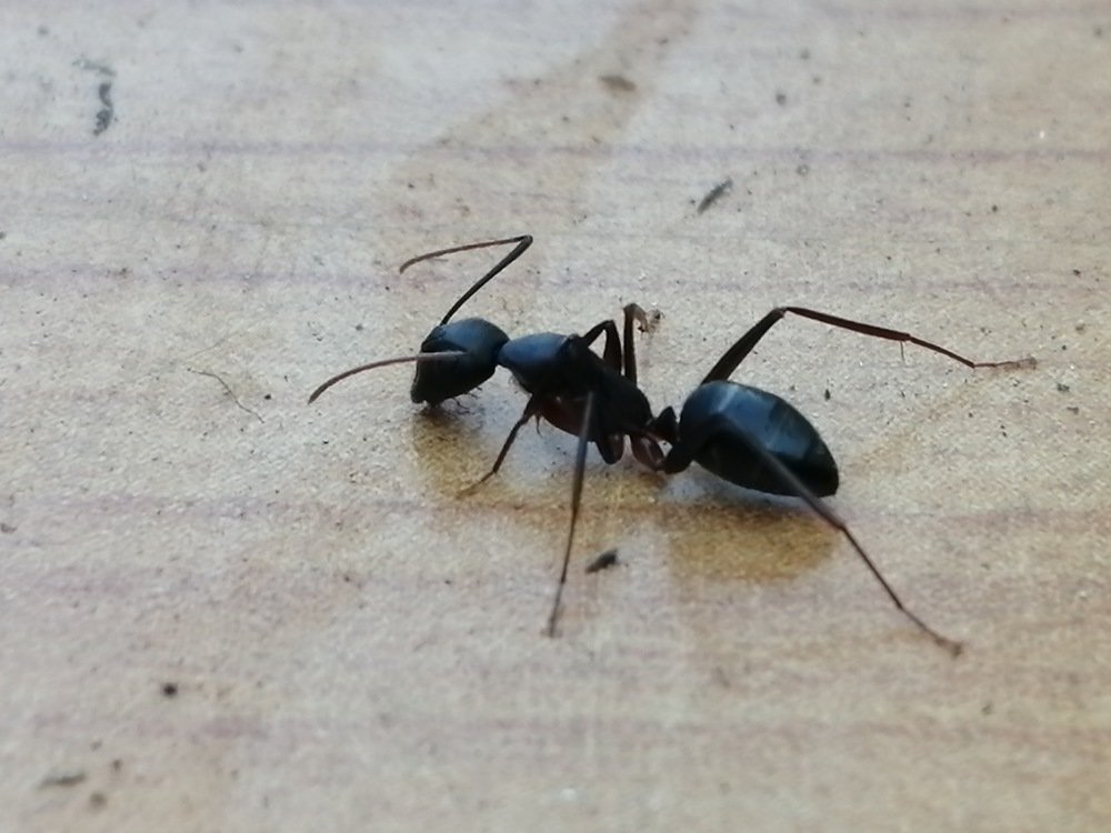 ANT LIFE