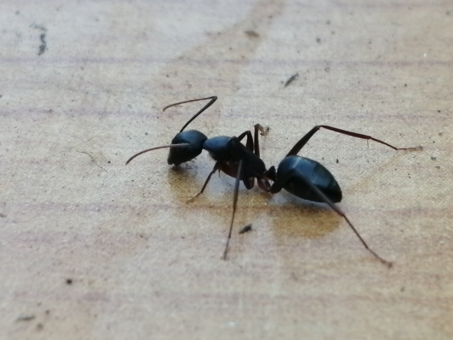 ANT LIFE