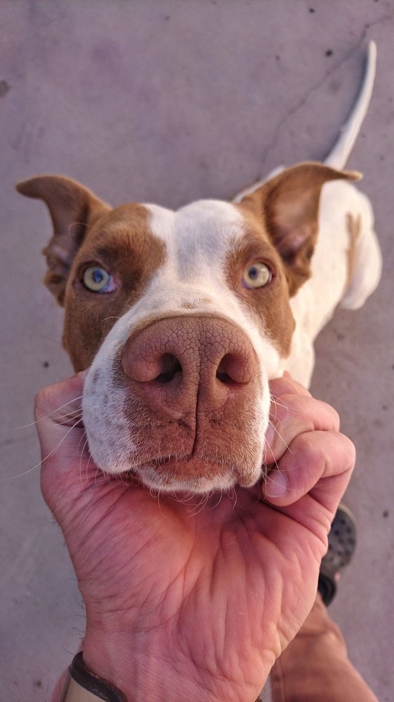 Dog