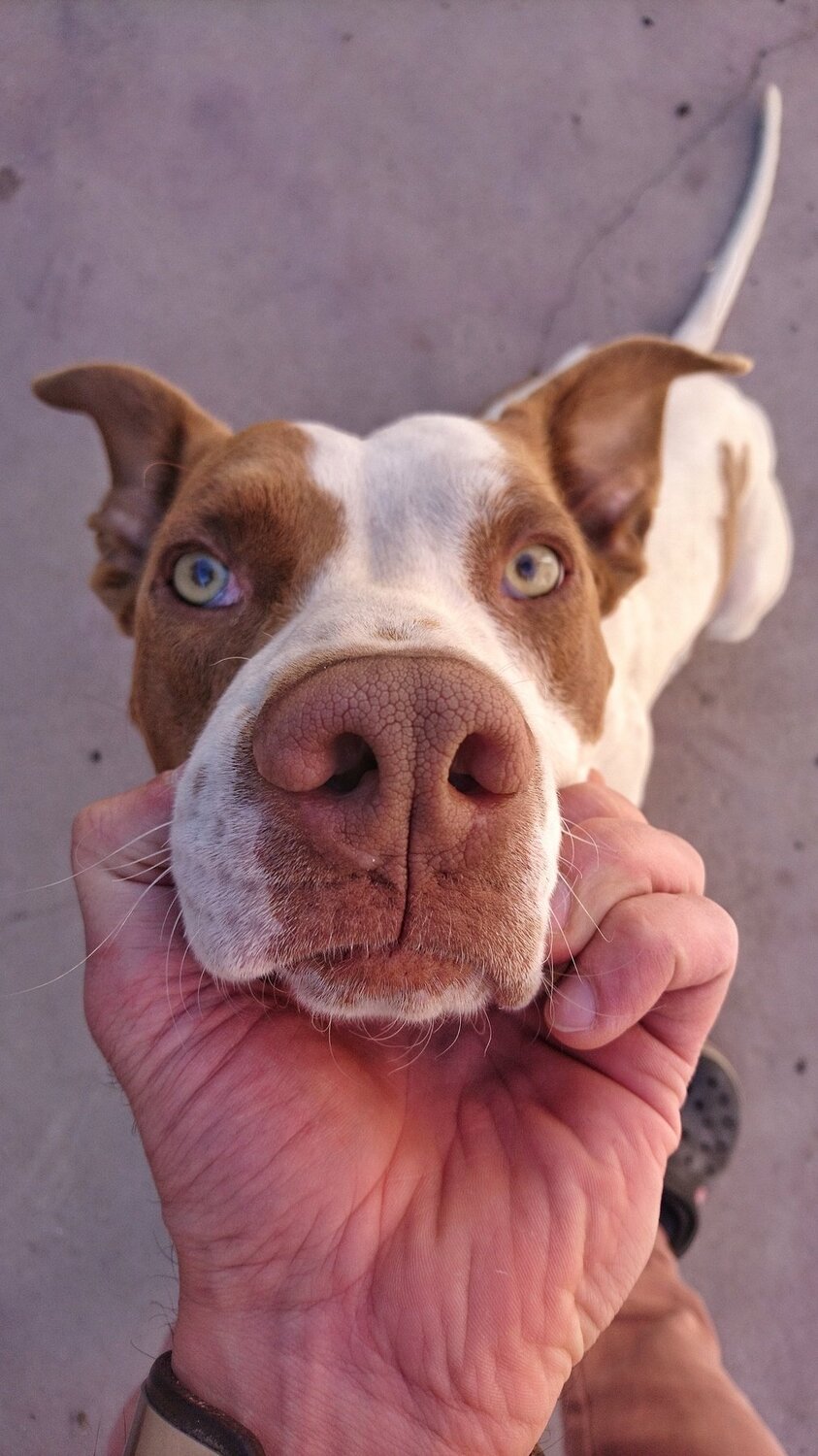 Dog