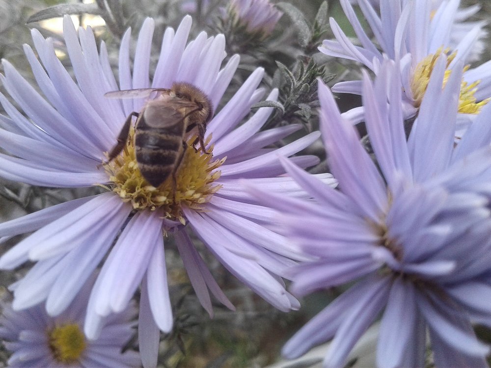 Собирая мед