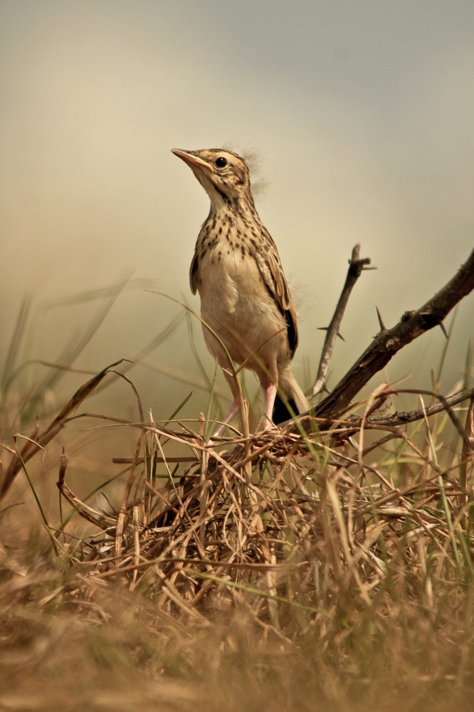 Pipit