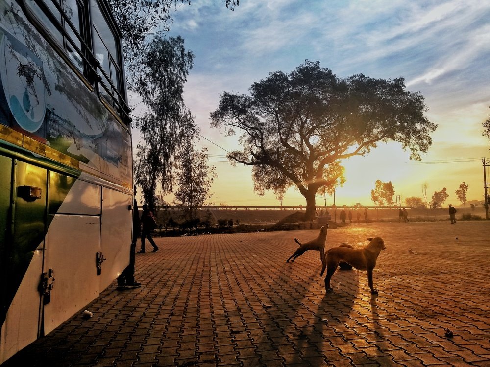 Yawning Dogs in the yellow sunrise.