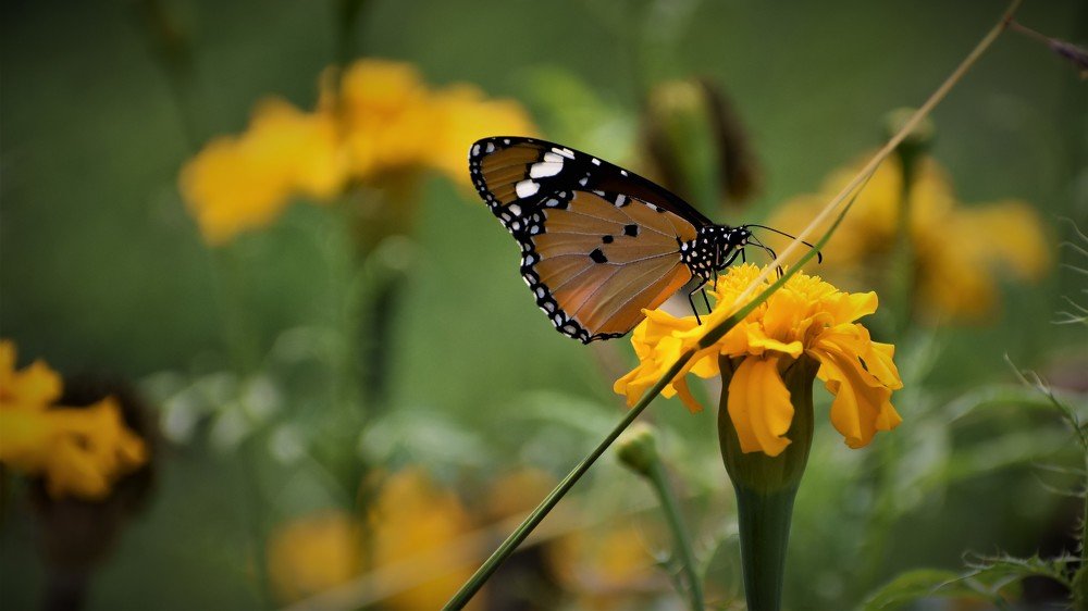 butterfly on yellow flowers