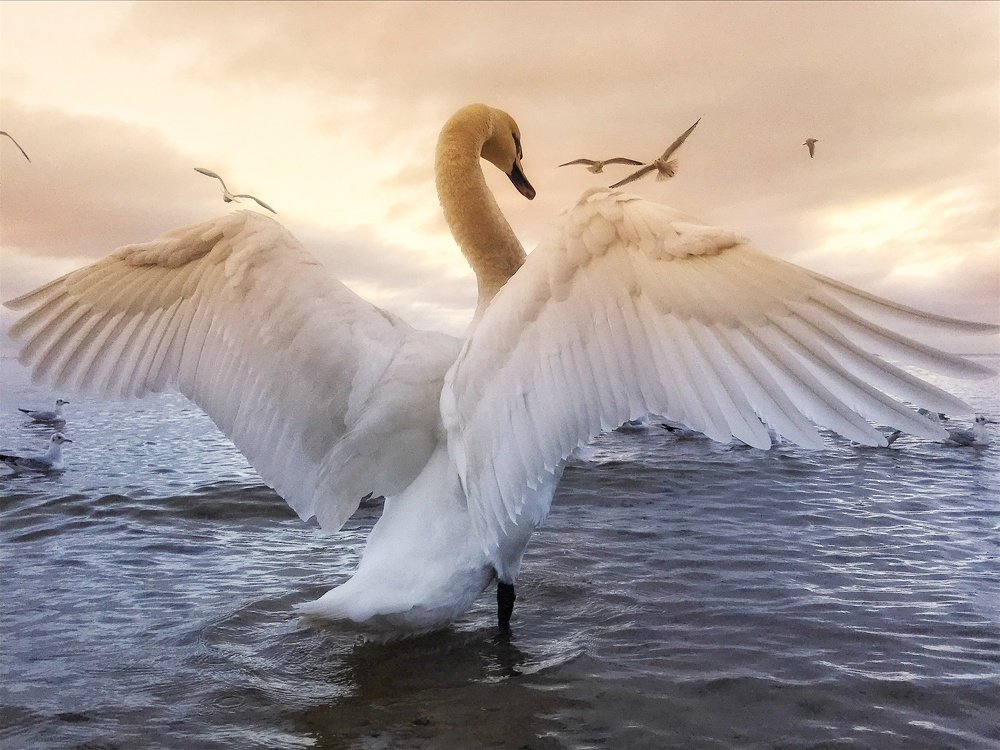 Расправь  крылья и лети